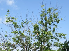 Acer rubrum