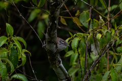 Cantorchilus modestus