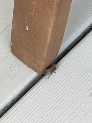 Halyomorpha halys