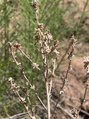 Euphrosyne acerosa