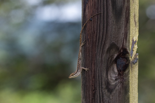 Berta’s Anole, Anolis caceresae
