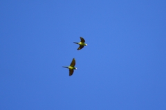 Orthopsittaca manilatus