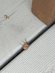 Halyomorpha halys