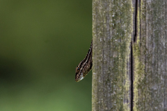 Anolis caceresae