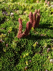 Phlegmariurus crassus