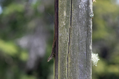 Anolis caceresae