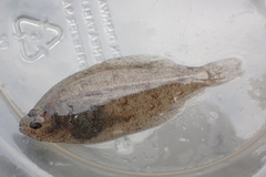 Citharichthys stigmaeus