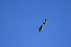 Orthopsittaca manilatus