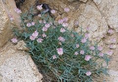 Trifolium dedeckerae