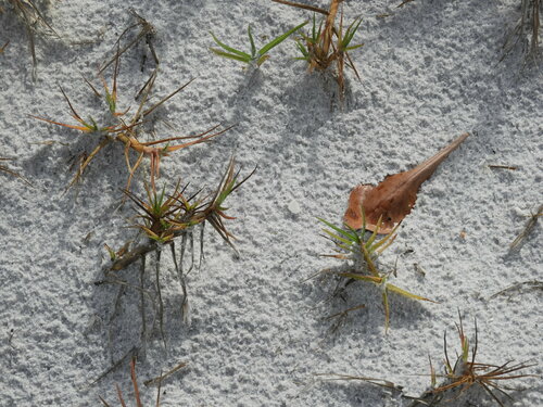 Inland Saltgrass seedling