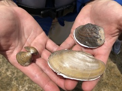 Arcidens confragosus