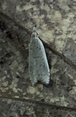 Dichomeris punctidiscellus