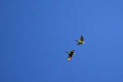 Orthopsittaca manilatus