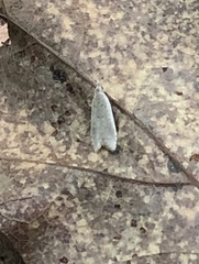 Dichomeris punctidiscellus