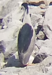 Nycticorax nycticorax