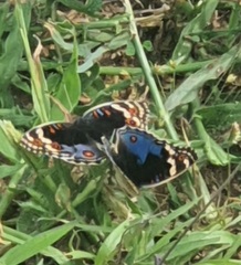 Junonia orithya madagascariensis