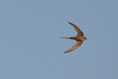 Cypsiurus parvus