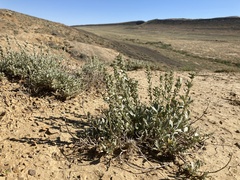 Atriplex gardneri