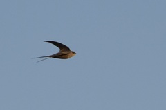 Cypsiurus parvus