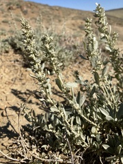 Atriplex gardneri