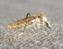 Chaoborus punctipennis