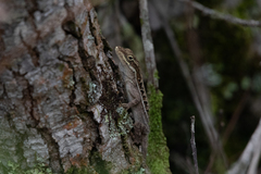 Anolis caceresae