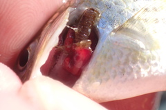 Cymatogaster aggregata