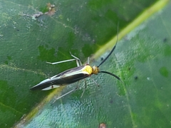 Thyrsophorinae