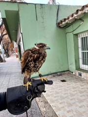 Parabuteo unicinctus unicinctus