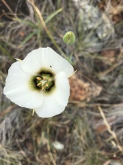 Calochortus howellii