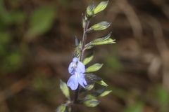 Salvia serotina