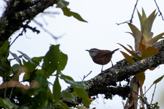 Cantorchilus modestus