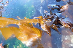 Desmarestia herbacea