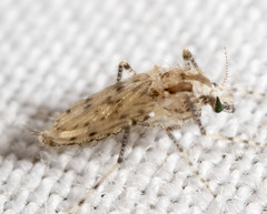 Chaoborus punctipennis