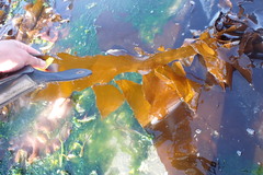 Desmarestia herbacea