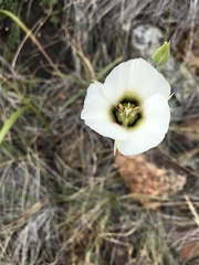 Calochortus howellii