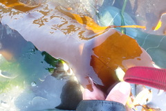 Desmarestia herbacea