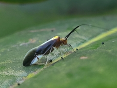 Thyrsophorinae