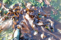 Desmarestia herbacea