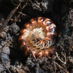 Semionellus placidus