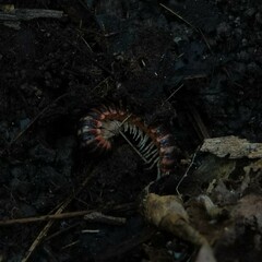 Semionellus placidus