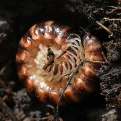 Semionellus placidus