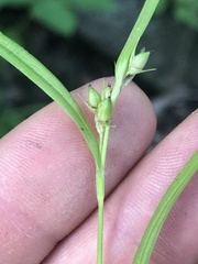 Carex oligocarpa