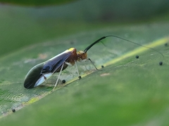 Thyrsophorinae