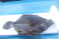 Pleuronichthys coenosus
