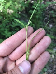 Carex oligocarpa