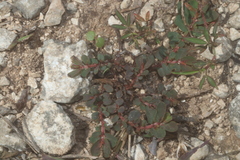 Euphorbia thymifolia