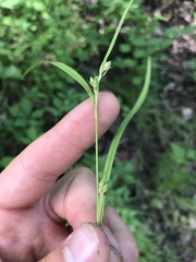 Carex oligocarpa