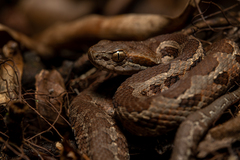 Honduras Montane Pitviper photo 1