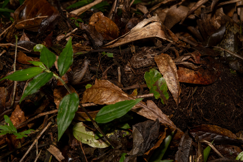 Wilson's Montane Pitviper